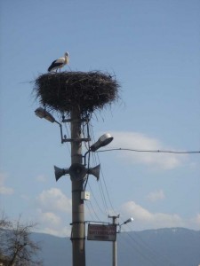 A stork in Bolu