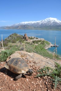 One of the oldest inhabitants of Akhtamar