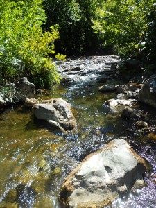 Living inthis stream were trout, terrapins, shrimp, freshwater crabs and those little fish that swim towards you in great clouds and try to eat your feet.