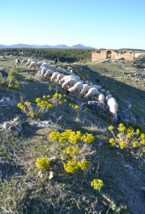 Sheep gazing near the city gate