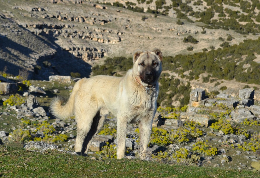 This noble Anatolian sheepdog stared at me for a while, decided I was no threat to his flock, then allowed me to wander harmlessly around his territory
