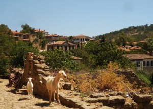 Goats at Adatepe