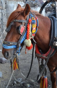 Awaiting duty in Erzurum.