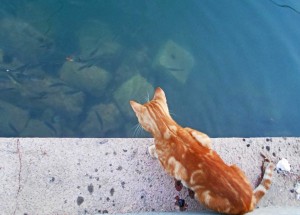 This cat was twitching with eagerness to get to the fish.