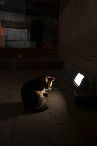 In winter, the Aya Sofya cat liked the warmth of the floodlights
