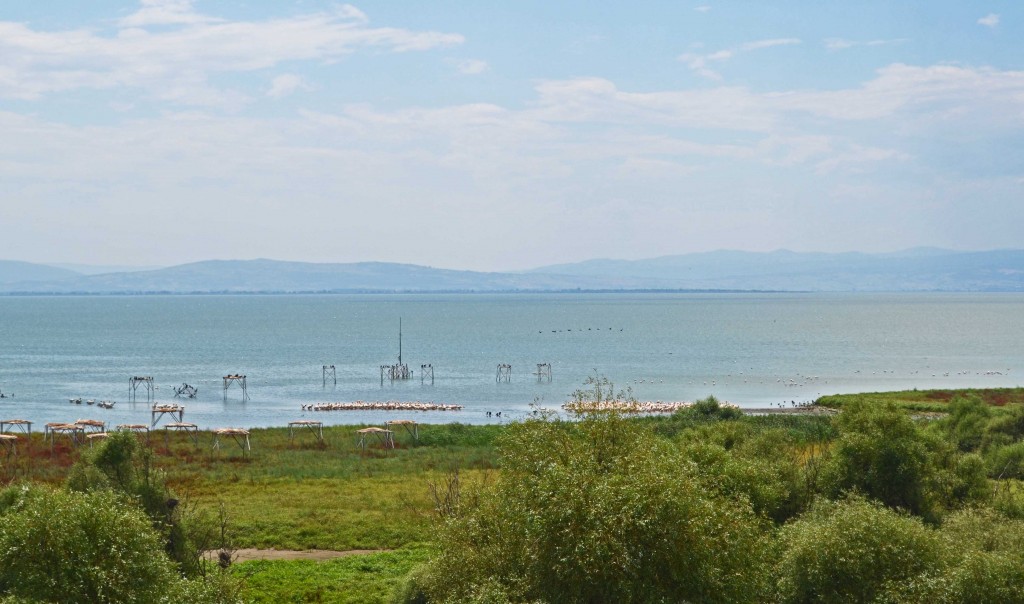 The two dense rafts of white birds are made up of Dalmatian Pelicans. Scattered to the right are flamingos. The black birds in flight are cormorants of two species. There are also mallards, egrets and herons somewhere in the picture.