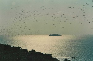 The stork migration, October 1992.