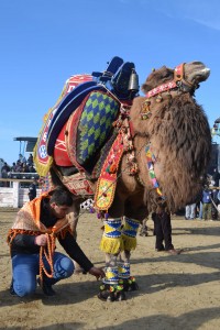 Immediatly after this photo was taken, the camel leaned down and pecked a little chunk of scalp from the man at his feet.