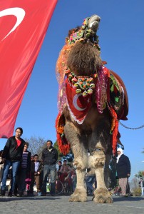Camel parade on Saturday.