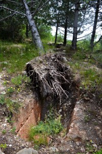 This tree was unable to grow deep roots