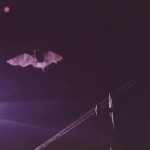 bat02