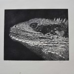 dragon-3