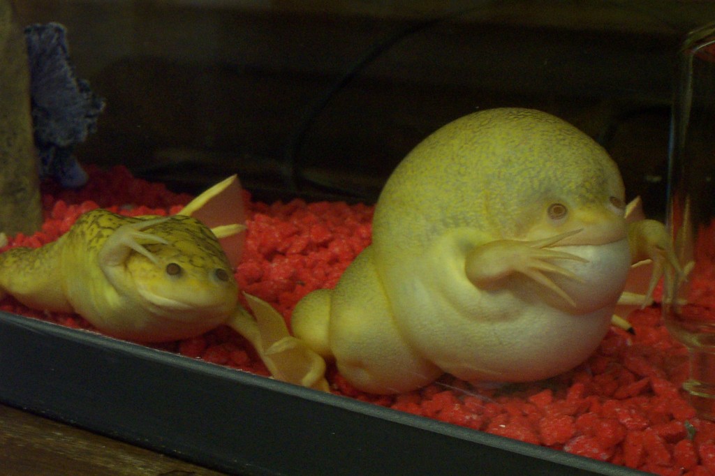 xenopus002 xenopus002