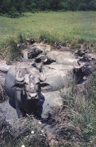 Wallow