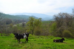 Near the Black Sea coast.
